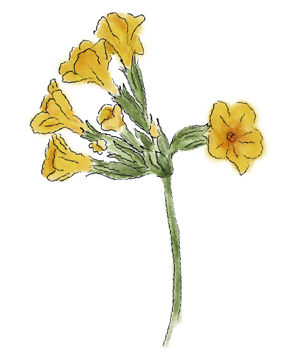 Schlüsselblume